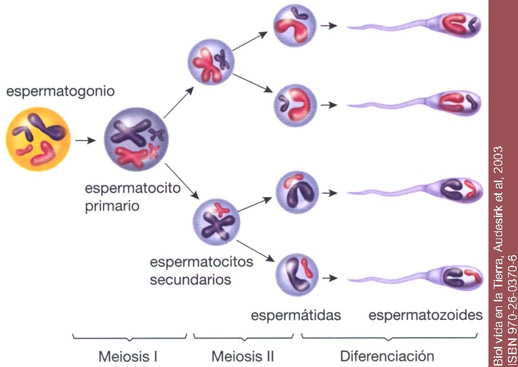 Resultado de imagen de Espermatogénesis